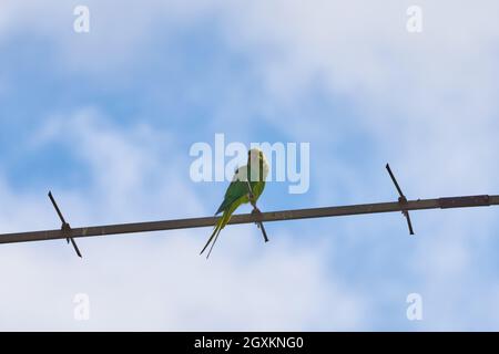 Les perroquets assis sur une branche sont isolés sur un fond blanc, les oiseaux sont verts, les perroquets sont isolés. Oiseaux exotiques sur un Banque D'Images