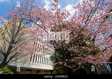 Floraison de cerisiers ou sakura sur le campus de l'université de Waseda, Tokyo, Japon Banque D'Images