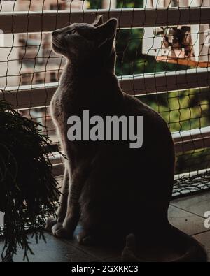 Chat bleu russe jouant sur le balcon Banque D'Images