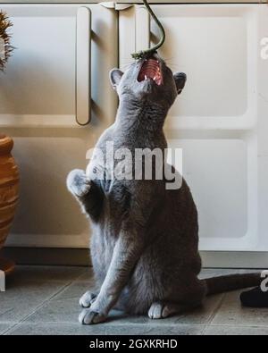 Chat bleu russe jouant sur le balcon Banque D'Images