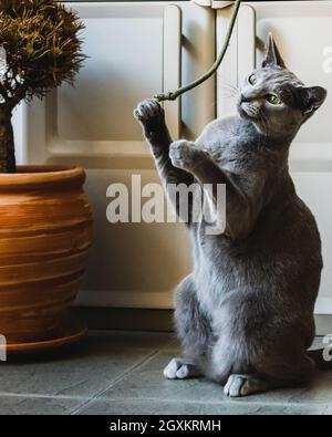 Chat bleu russe jouant sur le balcon Banque D'Images