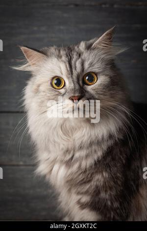 Chat écossais gris sur fond de bois. Ambiance sombre. Banque D'Images