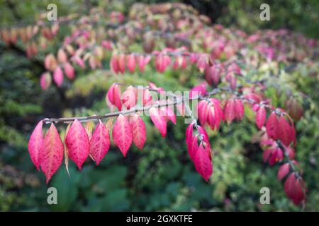 Arrière-plan coloré macro gros plan de l'étonnant Euonymus alatus, fuseau à ailes, ou buisson en feu populaire arbuste ornemental arbre de plante avec attrayant fal Banque D'Images