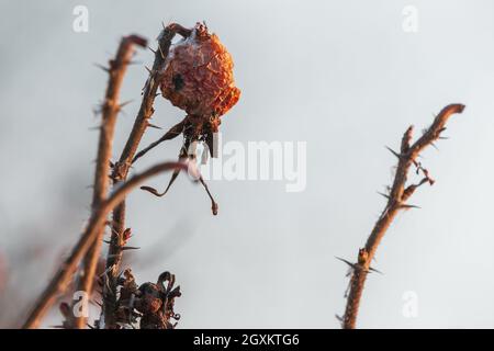 Branches de rosehip aux fruits et aux épinettes sèches en hiver, gros plan avec mise au point douce sélective, arrière-plan abstrait de la photo naturelle de l'hiver Banque D'Images
