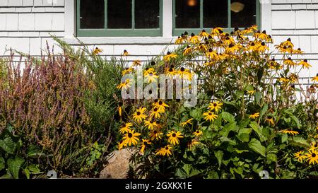 Susans aux yeux noirs Blooming à la fin de l'été - un jardin avec la bruyère et rudbeckia Banque D'Images