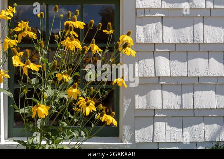 Susans aux yeux noirs Blooming à la fin de l'été - un jardin avec la bruyère et rudbeckia Banque D'Images