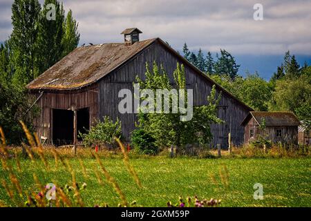 Old Sequim Barn - une ancienne grange avec un clocher à Sequim Banque D'Images