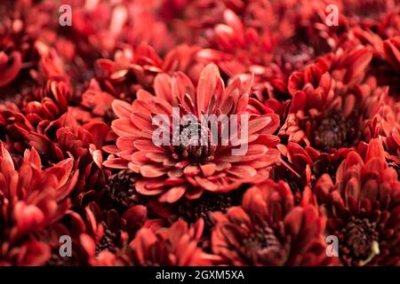 Gros plan sur les chrysanthèmes rouges en fleurs, macro. Chrysanthème coréen. Arrière-plan avec chrysanthèmes en fleurs. Multiflore. Banque D'Images