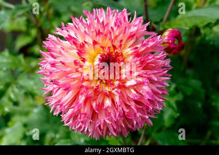 Un cactus dahlia rose et jaune 'Pinelands Princess' (Asteraceae dahlia) Banque D'Images