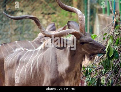 Antilope à cornes en spirale, le grand kudu (Tragelaphus strepsiceros) se nourrissant sur les feuilles; National Zoological Gardens Banque D'Images