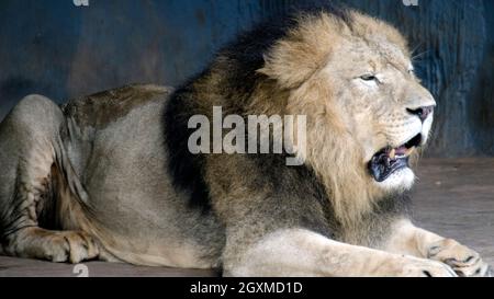 Roi de la jungle, roars à lion aux zoos Gardens - Clsoe up Banque D'Images