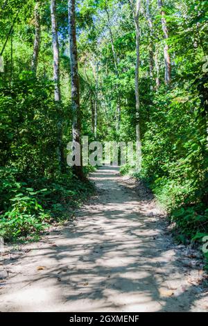 Sentier dans le parc national de Lowacherra près de Srimangal, Bangladesh Banque D'Images