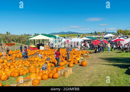 Les familles recherchent des citrouilles lors d'un festival de récolte d'automne d'octobre à Green Bluff, dans la banlieue de Spokane Washington, aux États-Unis. Banque D'Images