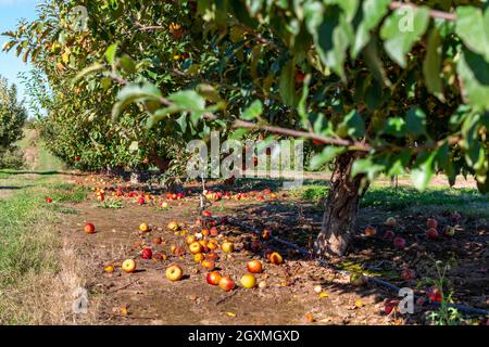 Les pommes sont pourries sur le sol dans un verger de pommes à Green Bluff, Washington, États-Unis Banque D'Images