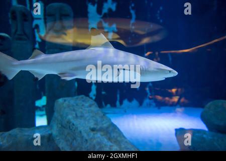 Requin shark swimming in grand aquarium tropical Banque D'Images