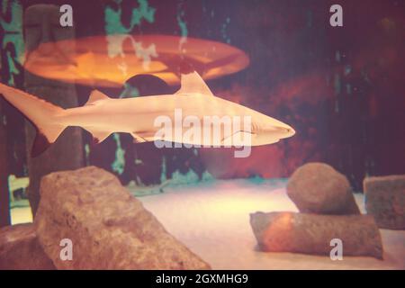 Requin shark swimming in grand aquarium tropical Banque D'Images