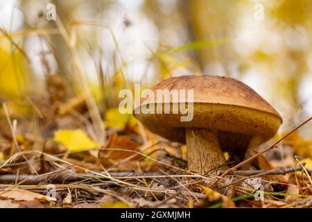 Un champignon comestible pousse dans la forêt au début de l'automne, matin nuageux. Banque D'Images