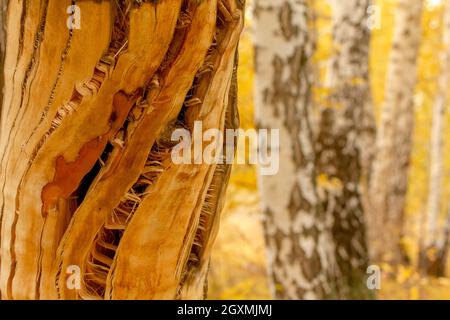 Le tordu par un arbre d'ouragan sans écorce d'arbre est sur le fond de jeunes birches minces. Banque D'Images