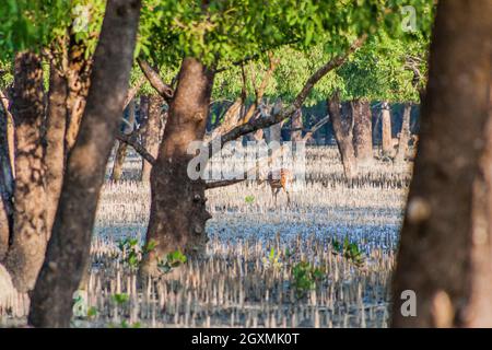 Axe des cerfs tacherés dans une forêt de mangroves à Sundarbans, au Bangladesh Banque D'Images