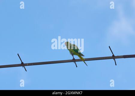 Les perroquets assis sur une branche sont isolés sur un fond blanc, les oiseaux sont verts, les perroquets sont isolés. Oiseaux exotiques sur un Banque D'Images