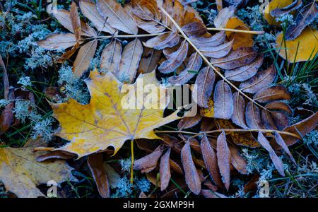 Herbe et feuilles congelées. Givre, givre sur l'herbe et le sol. Arrière-plan avec les premières gelées d'automne. Fond froid glacial du début de la victoire Banque D'Images