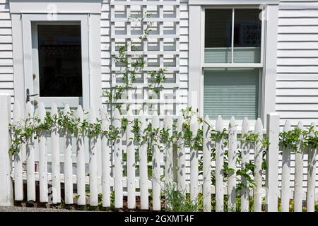 De jeunes vignes ivy grimpent sur une clôture de cornichons blancs et un treillis de bois blanc. Banque D'Images