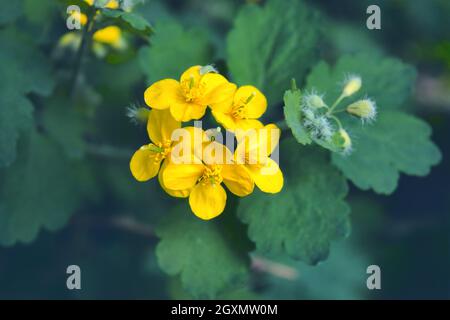 Fleur de petite fleur jaune de Chelidonium sur fond vert par un jour ensoleillé. Plante à fleurs de celandines fraîches avec pétales jaunes en été. Banque D'Images