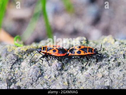 Berlin, Allemagne. 11 avril 2021. 11.04.2021, Berlin. Deux punaises de feu (Pyrrhocoris apterus) se concocter sur une pierre. Crédit: Wolfram Steinberg/dpa crédit: Wolfram Steinberg/dpa/Alay Live News Banque D'Images