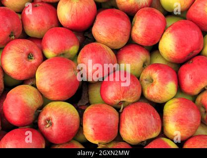 Pomme « Laxton's Fortune », pommes, fruits, comestible, saine alimentation,vitrine de la ferme Banque D'Images