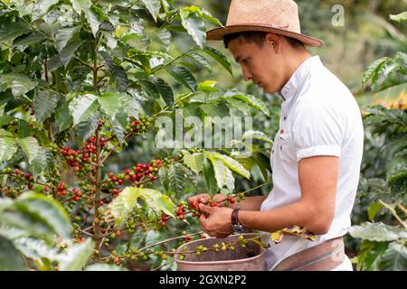 Récolte de grains de café mûrs. Jeune homme travaillant sur une ferme de café cueillant des grains de café et portant un chapeau pour se protéger du soleil. Banque D'Images