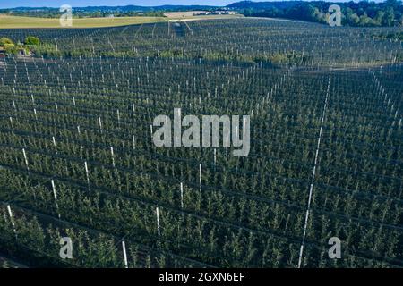 Italie, pommes Orchard avec filets anti-grêle Banque D'Images