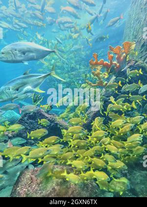 Groupe de poissons jaunes et de corail dans l'aquarium Banque D'Images