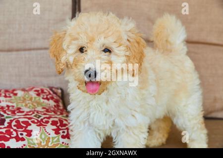 Golden Retriever gros plan sur les meubles de patio Banque D'Images