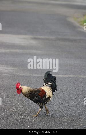 Poulets traversant une route Banque D'Images