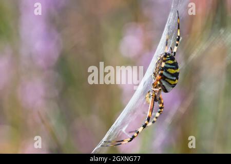 Araignée Wasp (Argiope bruennichi), Emsland, Basse-Saxe, Allemagne Banque D'Images