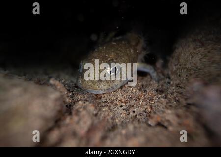 Salamandre à feu (Salamandra salamandra), larve sur pierre au fond du cours d'eau dans la frayère, photo sous-marine, Nord Banque D'Images