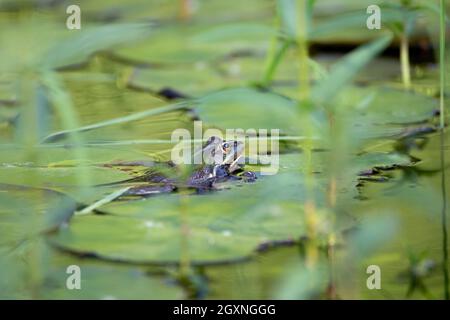 Grenouille des marais (Pélophylax ridibundus), assise parmi les plantes aquatiques, Muenster, Rhénanie-du-Nord-Westphalie, Allemagne Banque D'Images