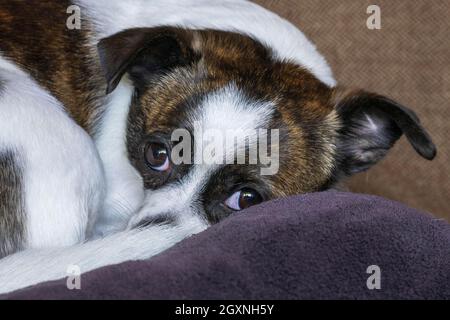 Petit chien Chihuahua, au repos, Allemagne Banque D'Images