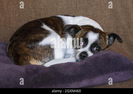 Petit chien Chihuahua, au repos, Allemagne Banque D'Images