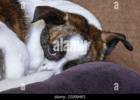 Petit chien Chihuahua, au repos, Allemagne Banque D'Images