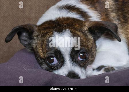 Petit chien Chihuahua, au repos, Allemagne Banque D'Images