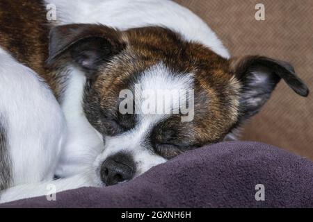 Petit chien Chihuahua, dormir, Allemagne Banque D'Images