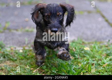 Dachshund à poil dur (Canis lupus familiaris) chiot, homme, 4 mois, sauts, Baden-Wuerttemberg,Allemagne Banque D'Images