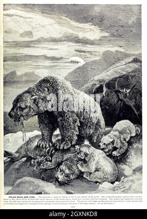 La vie des animaux de Brehm : Volume 1, Mammalia Chicago :Marquis,1895. http://biodiversitylibrary.org/item/37942 Banque D'Images