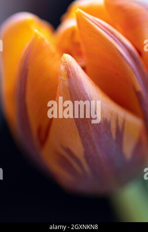 Magnifique tulipe orange. Tulipes orange isolées sur fond noir Banque D'Images