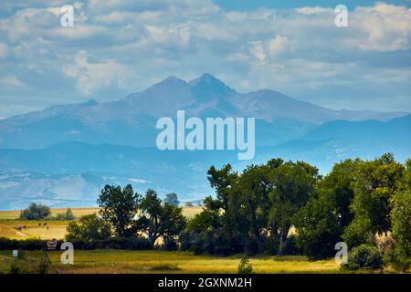 Paysage désertique d'arbres avec de grandes montagnes au loin Banque D'Images