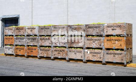 Dryden, WA, USA - 02 octobre 2021; grandes boîtes de poires commerciales en caisses en bois estampillées Independent à Dryden Washington Banque D'Images