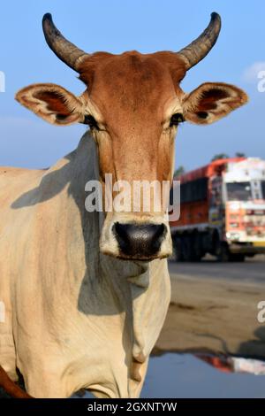 Dans cette photo, une jolie vache domestique debout et regardant l'appareil photo, avec un arrière-plan flou. Les bovins, les vaches et les taureaux sont le type le plus courant de grands domestiqués Banque D'Images