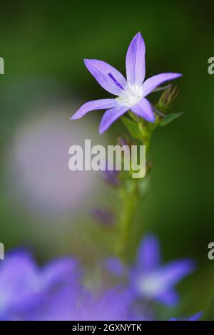 bellflower à crête (Campanula poscharskyana) Banque D'Images