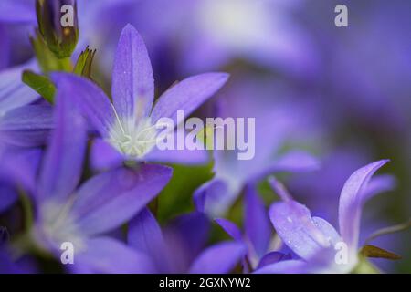 bellflower à crête (Campanula poscharskyana) Banque D'Images